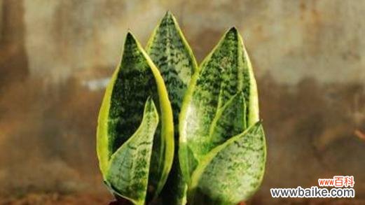 虎尾兰的寓意和象征风水是什么？如何在家居中摆放虎尾兰？