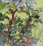 花椒树在风水中的作用是什么？它有哪些寓意？