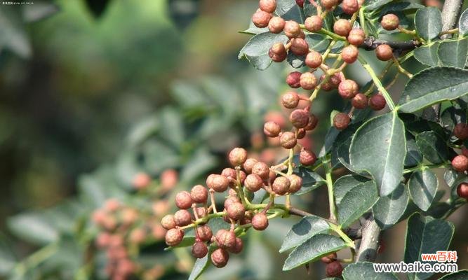 花椒树在风水中的作用是什么?它有哪些寓意?