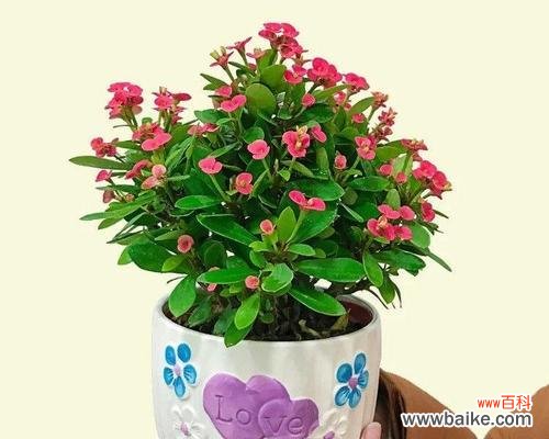 花开爆盆是什么意思？如何养花才能达到爆盆效果？