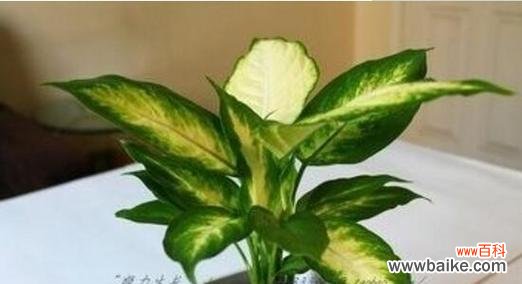 花叶万年青的风水寓意是什么？如何正确摆放以增强风水效果？