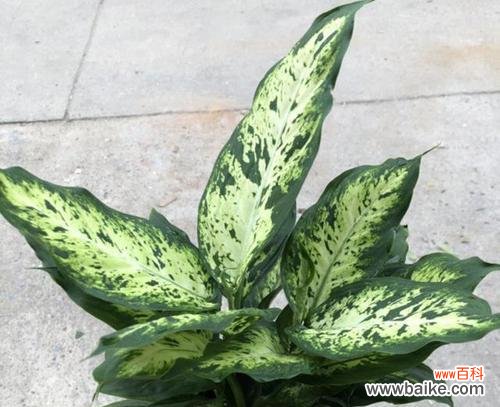 花叶万年青的风水寓意是什么？如何正确摆放以增强风水效果？