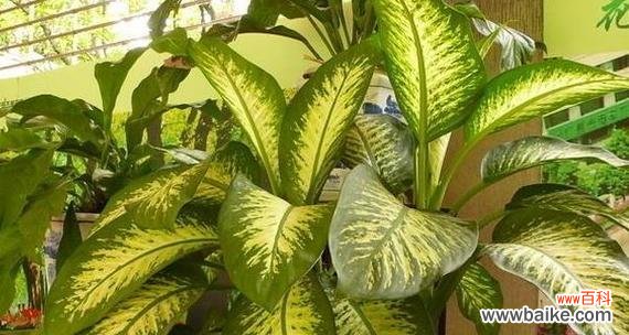 花叶万年青的风水寓意是什么？如何正确摆放以增强风水效果？