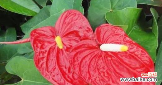 花烛的风水寓意是什么？如何正确摆放花烛以增强风水效果？