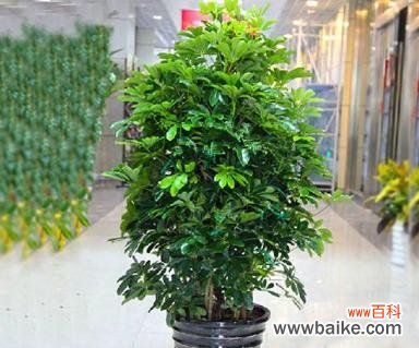 花烛的风水寓意是什么？如何正确摆放花烛以增强风水效果？