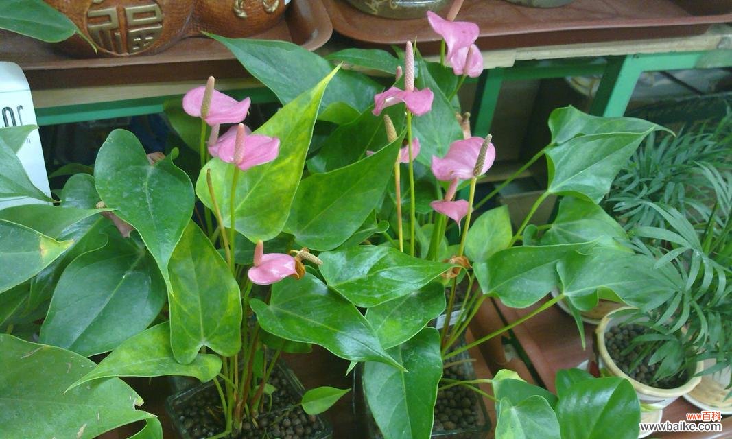 花烛的花语是什么意思？它代表的寓意和象征有哪些？