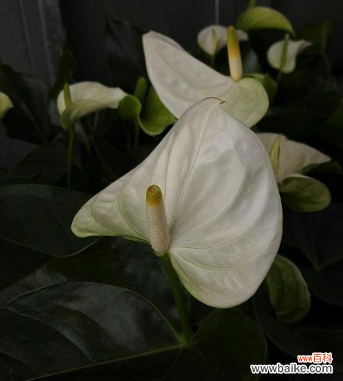 花烛的花语是什么意思？它代表的寓意和象征有哪些？