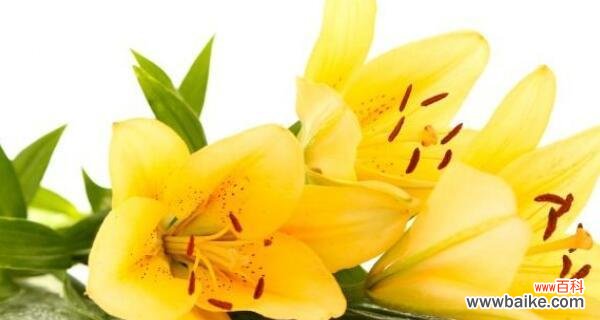 黄百合的花语是什么？送黄百合有哪些特别含义？