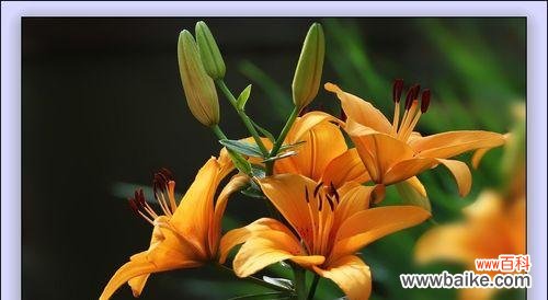 黄百合的花语是什么？送黄百合有哪些特别含义？