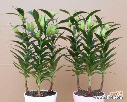 黄百合花代表什么意思?黄百合花语有哪些含义?