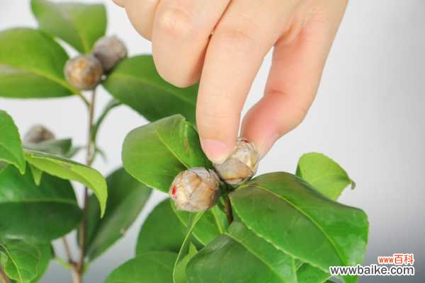 养茶花,你竟然不懂这3件事?难怪养一盆死一盆!