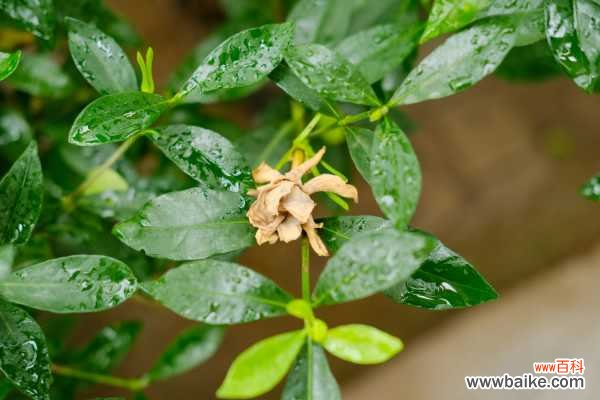 栀子花叶子蔫了怎么办