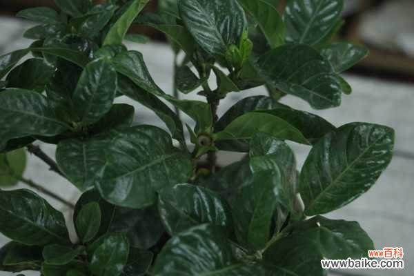 栀子花叶子下垂怎么办