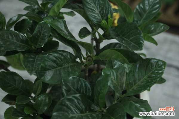 栀子花叶子下垂怎么办