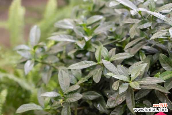 栀子花叶子发黑怎么办