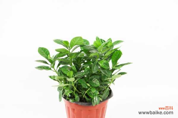 栀子花叶子发黑怎么办