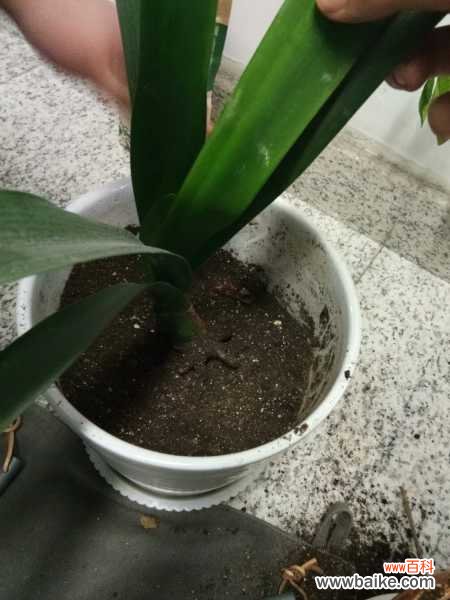 君子兰叶子卷边怎么办