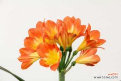 君子兰叶子不整齐怎么办