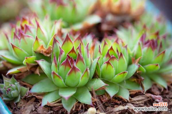 观音莲叶子下垂怎么办