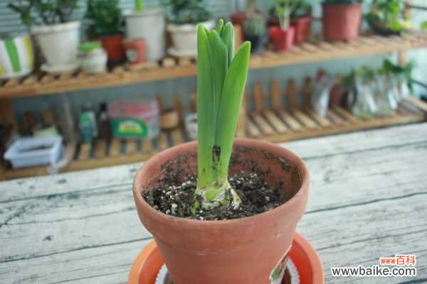 风信子叶子发黑怎么办