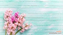 风信子叶子发黑怎么办