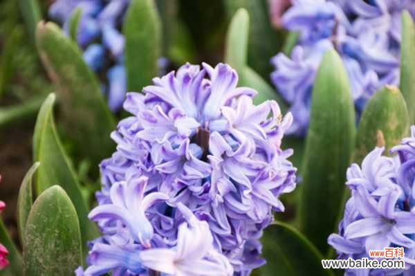 风信子为什么不长根