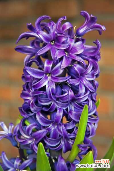 风信子为什么长不高