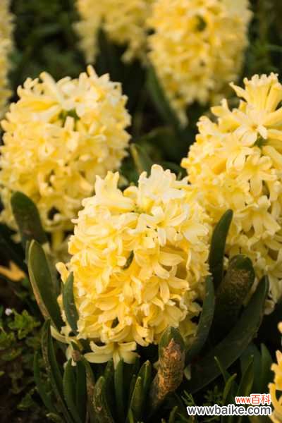 风信子为什么长不高