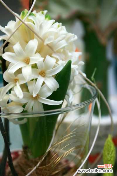 风信子为什么长不高