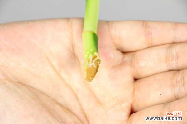 富贵竹叶子冻伤怎么办