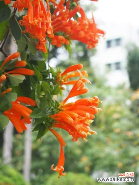 炮仗花不开花怎么办