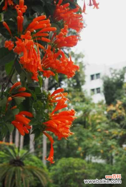 炮仗花不开花怎么办