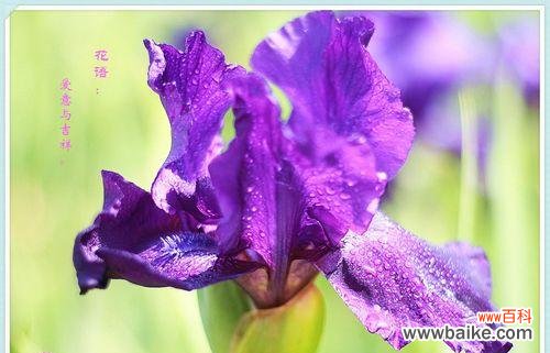 鸢尾花，蕴含着丰富多彩的情感和寓意 花开诠释爱意——鸢尾花的花语与象征意义