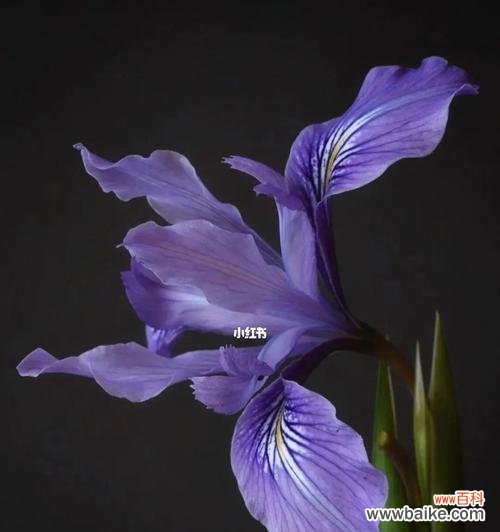 鸢尾花，蕴含着丰富多彩的情感和寓意 花开诠释爱意——鸢尾花的花语与象征意义