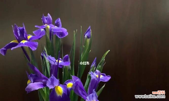 鸢尾花，蕴含着丰富多彩的情感和寓意 花开诠释爱意——鸢尾花的花语与象征意义