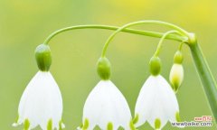 用花语讲述生命的美丽 花开花落意语缱绻——探寻美丽花卉的花语