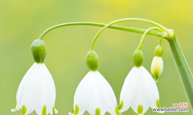 用花语讲述生命的美丽 花开花落意语缱绻——探寻美丽花卉的花语