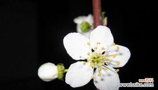 探究梨花的涵义与象征 解读梨花花语