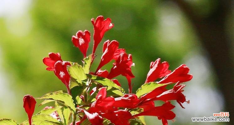 揭秘花语深意，传承文化瑰宝 锦带花的花语和寓意