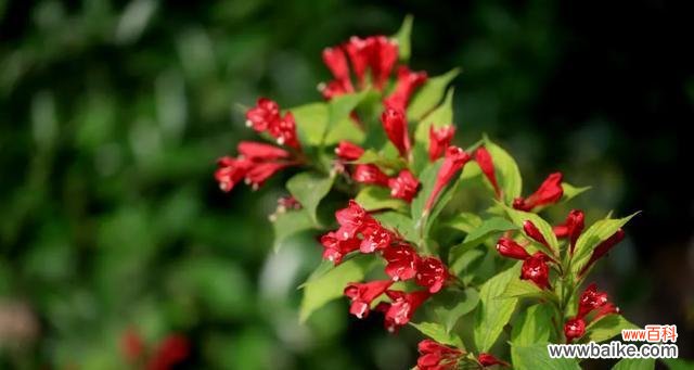 揭秘花语深意，传承文化瑰宝 锦带花的花语和寓意