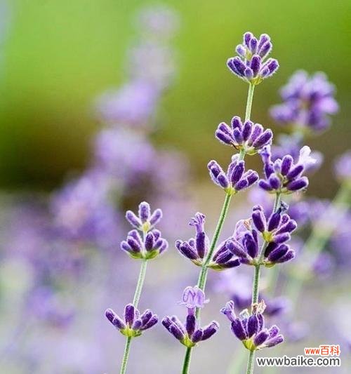 了解熏衣草的花语，享受自然的美好 熏衣草的花语