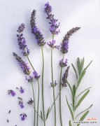 了解熏衣草的花语，享受自然的美好 熏衣草的花语