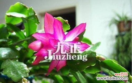 揭秘蟹爪兰的五种花语，让你更懂得它 蟹爪兰的花语