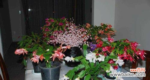 揭秘蟹爪兰的五种花语，让你更懂得它 蟹爪兰的花语