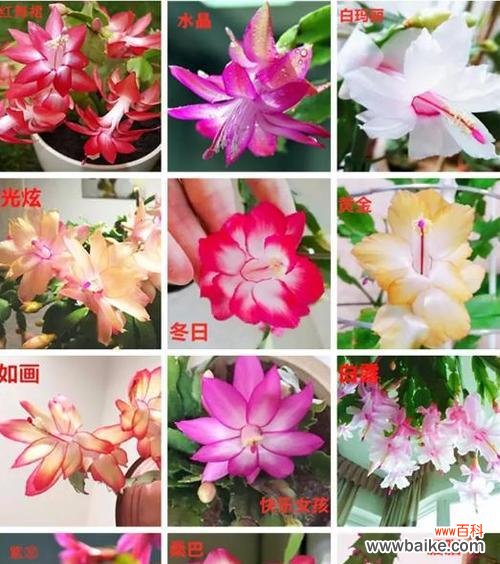 揭秘蟹爪兰的五种花语，让你更懂得它 蟹爪兰的花语