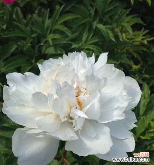 繁华落尽依旧美,芍药花的8种含义 芍药花的花语——盛开的美丽