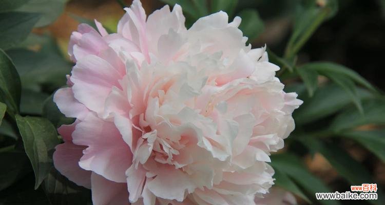 繁华落尽依旧美,芍药花的8种含义 芍药花的花语——盛开的美丽