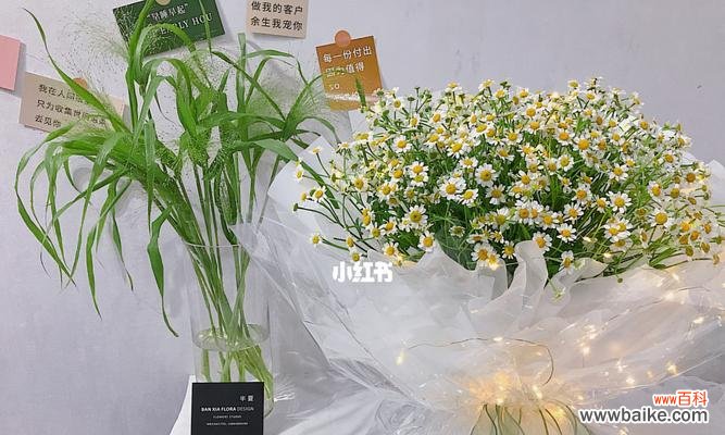 洋甘菊寓意、象征和传说等各方面的详细介绍 洋甘菊花语及寓意——解读这朵小清新的花