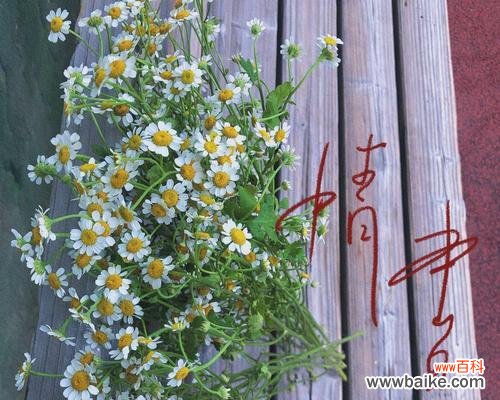 洋甘菊寓意、象征和传说等各方面的详细介绍 洋甘菊花语及寓意——解读这朵小清新的花