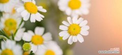 洋甘菊寓意、象征和传说等各方面的详细介绍 洋甘菊花语及寓意——解读这朵小清新的花